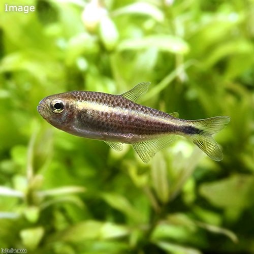 （熱帯魚）パープルレインボーコギャル・テトラ（１匹）　北海道・九州航空便要保温　ＣＲＣ13―20―10―30―00
