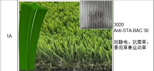 超耐磨 景观草兼运动草