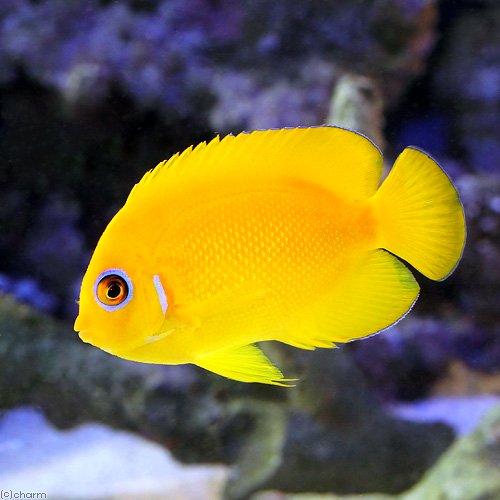 （海水魚）ヤッコ　フィジー産　レモンピールエンゼル（１匹）　北海道・九州航空便要保温　ＣＲＣ26―30―05―10―00