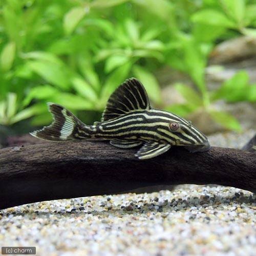 （熱帯魚）オレンジロイヤルプレコ　アラグアイアゴールデン　Ｓサイズ（ワイルド）（１匹）　北海道・九州航空便要保温　ＣＲＣ13―44―30―00―00
