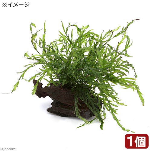 （水草）ボルビティス　ヒュディロティ付き流木　トロピカ製（無農薬）（１本）　ＣＲＣ12―59―00―00―00