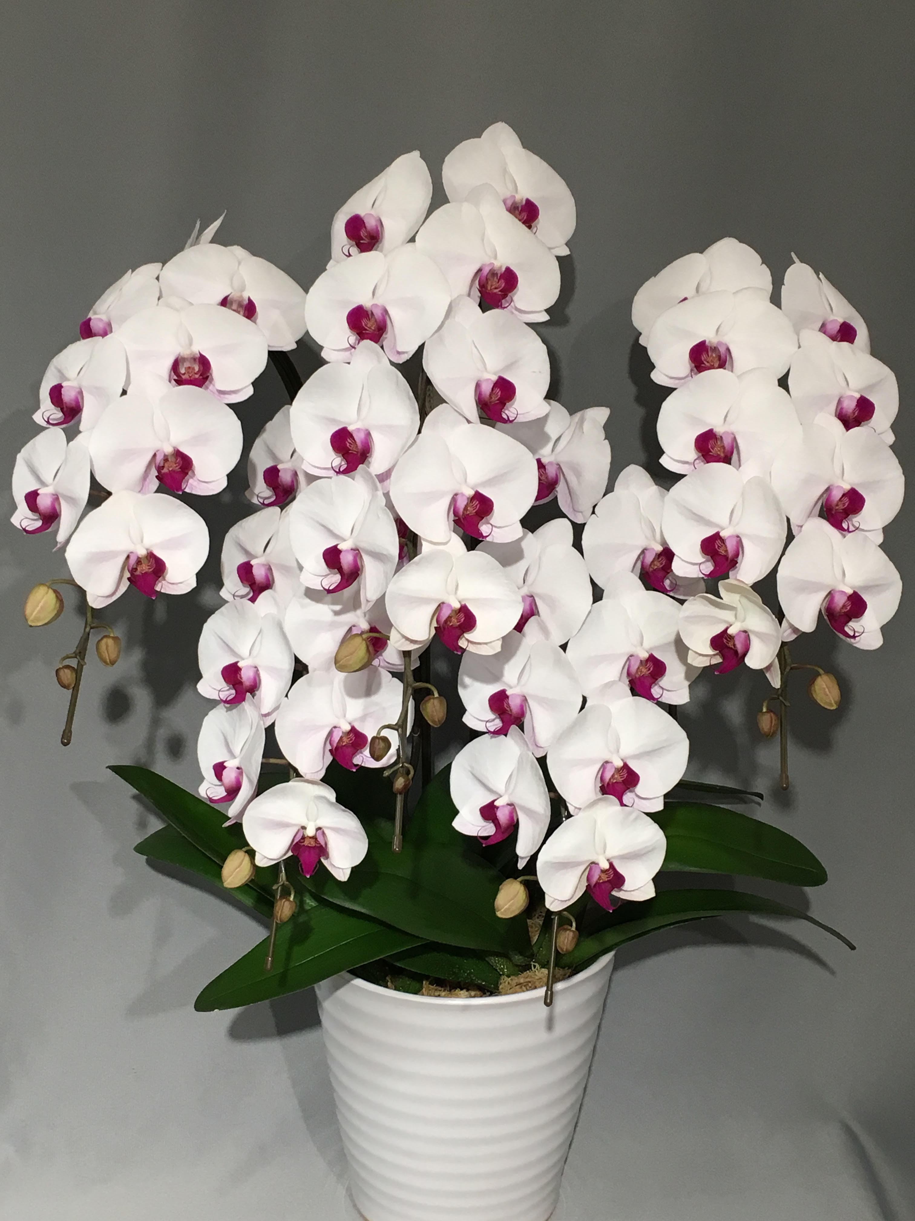 商品ID 7794 胡蝶蘭　赤リップ　５本立ち　生花