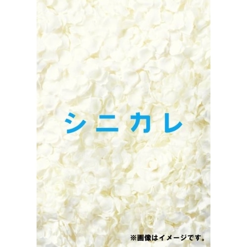 【中古】シニカレ完全版 ブルーレイBOX(Blu-ray Disc) ／ 藤ヶ谷太輔/桐谷美玲 (Blu-ray) AVXF-62347