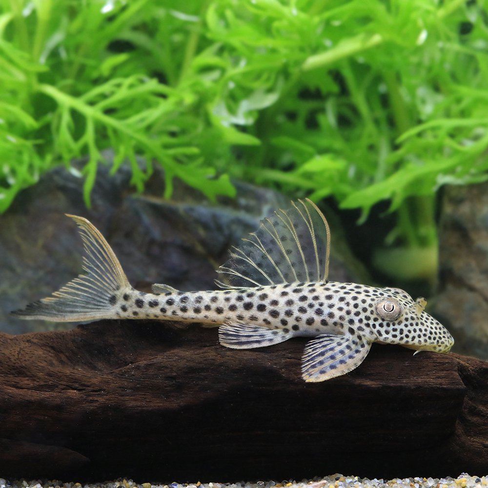 （熱帯魚）レッドフィンクプープレコ　シングー（ワイルド）（１匹）　北海道・九州航空便要保温　ＣＲＣ13―44―70―00―00