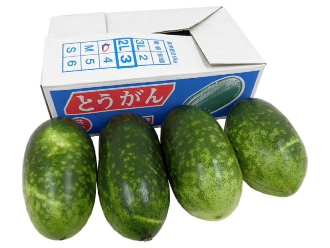 =冬瓜（とうがん）= 2-5玉前後 約10kg トウガン/加茂瓜 予約 入荷次第発送
