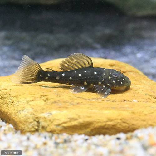 （熱帯魚）ゴールデンアンジェリカス・プレコ　Ｓサイズ（ブリード）　北海道・九州航空便要保温　ＣＲＣ13―44―60―00―00