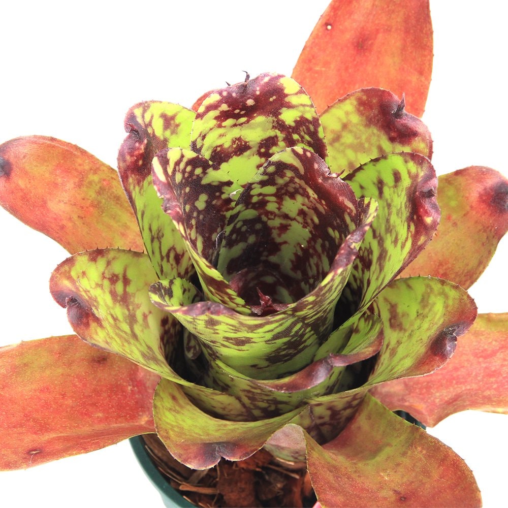 （観葉植物）ネオレゲリア　’スーパーキュート’　３号（１鉢）タンクブロメリア　ＣＲＣ15―30―20―22―00