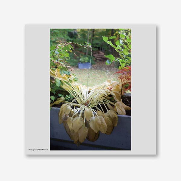 韓国音楽 HYUKOH (ヒョゴ) - 愛で [LP] (180g White Color Vinyl)