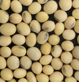 輸入大豆　米国ケンタッキー州産　黄大豆 準 IOM NON-GMO（遺伝子組み換えではない）30kg 用途：豆腐ほか