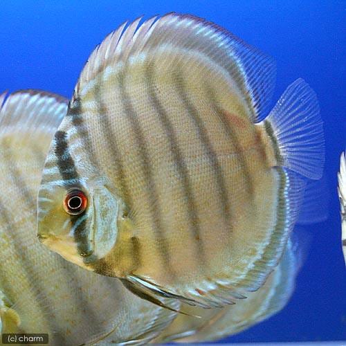 （熱帯魚）グリーン・ディスカス　ペルー産（ワイルド）（１匹）　北海道航空便要保温　ＣＲＣ13―31―20―00―00