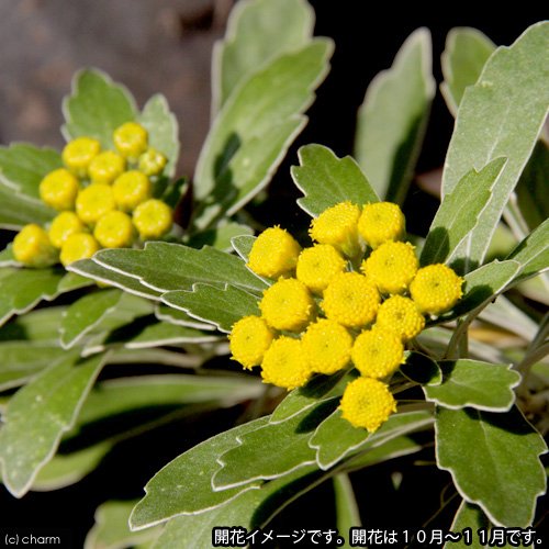 (山野草)イソギク(磯菊) 3号(10ポット)(休眠状態) CRC15―35―16―00―00