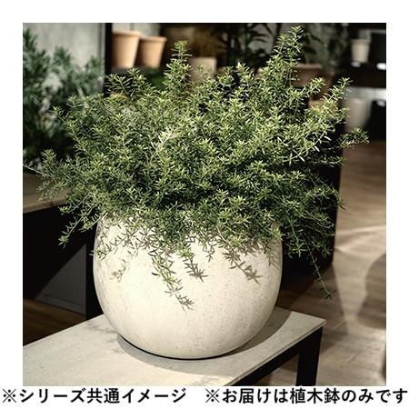 グリーンポット 植木鉢 テラニアス ローバルーン アンティークホワイト 42cm EB-TL4234AW
