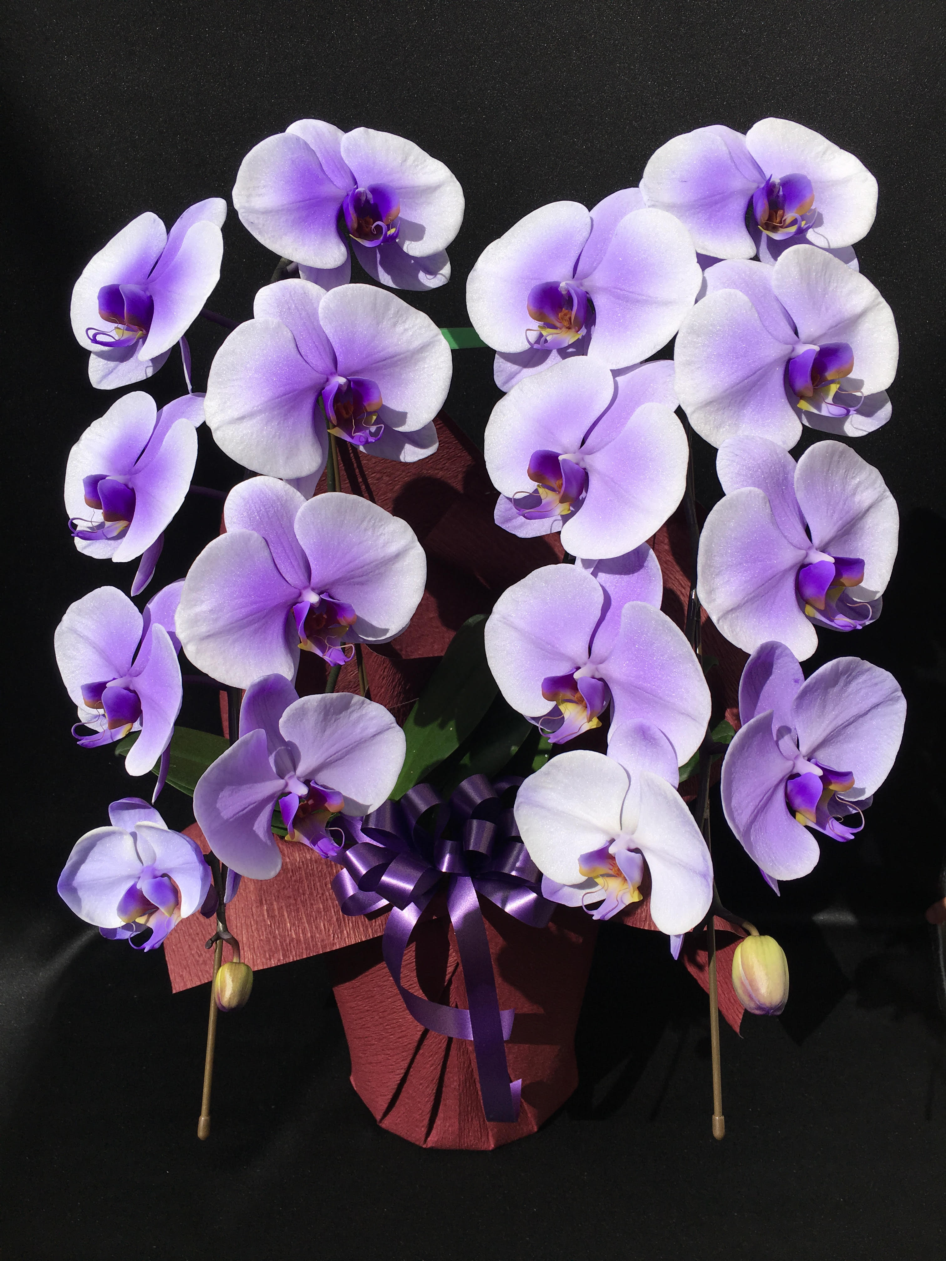 商品ID 8195 胡蝶蘭　パープル　紫　２本立ち　生花