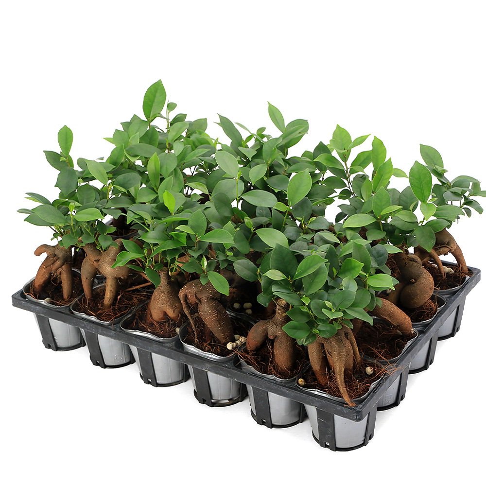 （観葉植物）小さい　インテリア　ガジュマル　２．５ー３号（２４ポット）精霊が住む幸福の木　ＣＲＣ15―30―10―10―00