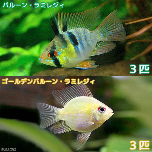 （熱帯魚）バルーン・ラミレジィ＋ゴールデンバルーン・ラミレジィ（各種３匹）　北海道・九州航空便要保温　ＣＲＣ13―28―10―00―00 6,702円