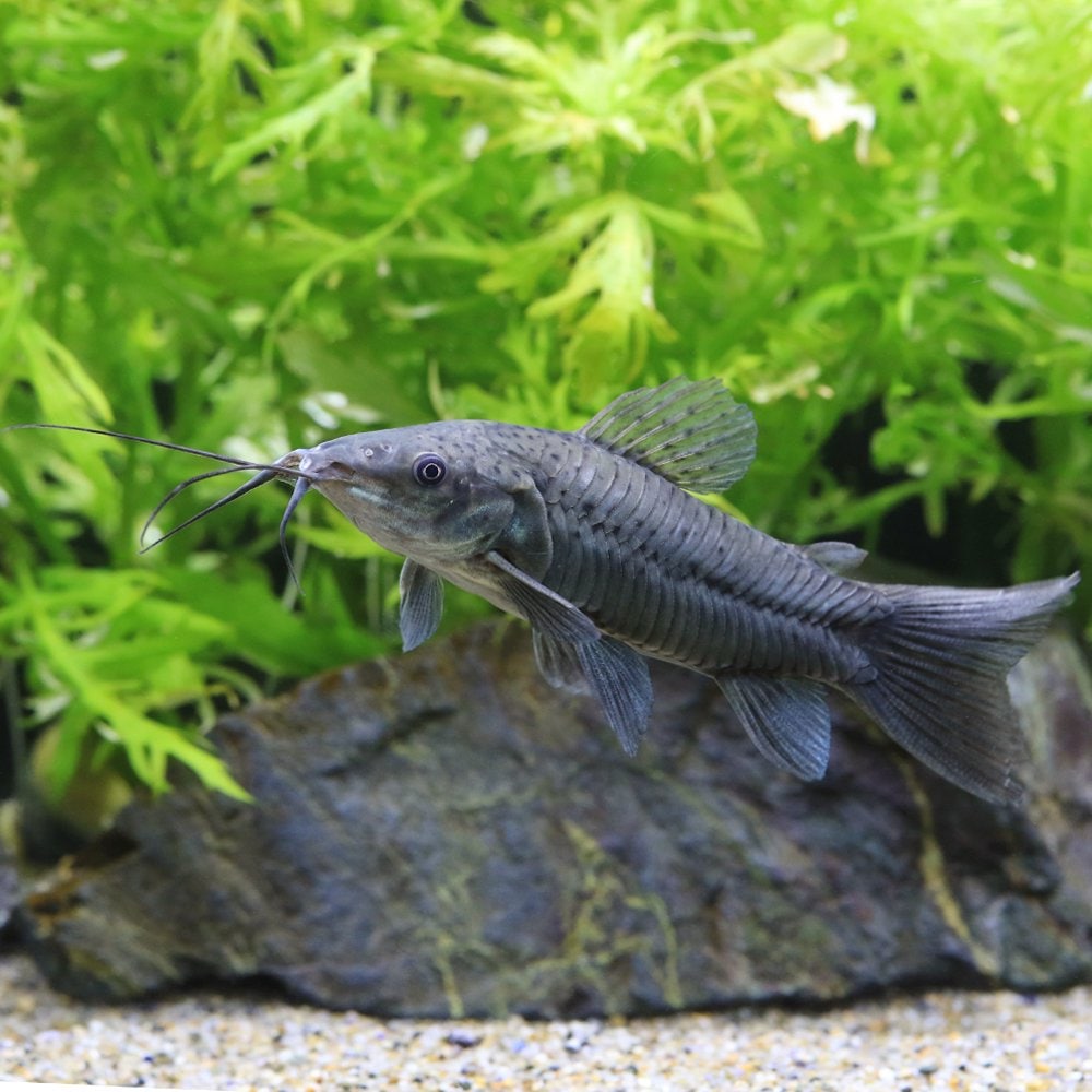 （熱帯魚）ブラック・ホプロ（１匹）　北海道航空便要保温　ＣＲＣ13―36―99―00―00