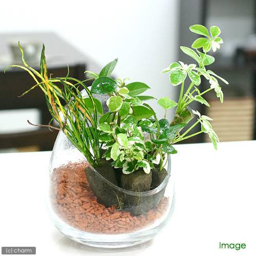 （観葉植物）ミニ観葉　おまかせオアシス苗（１０苗）　ＣＲＣ15―42―31―00―00