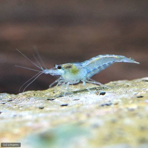 （エビ）ブルージェリーシュリンプ（３０匹）　北海道・九州航空便要保温　ＣＲＣ13―70―23―40―00