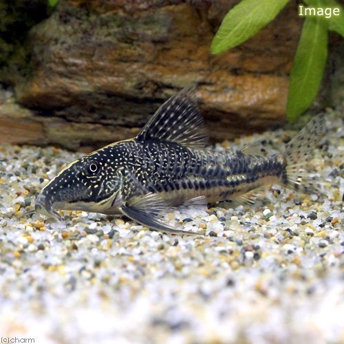 （熱帯魚）コリドラス・バルバータス（ワイルド）（１ペア）　北海道航空便要保温　ＣＲＣ13―36―99―00―00