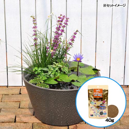 （ビオトープ）（めだか）はじめての熱帯性睡蓮セット＋キョーリン　メダカのエサ　産卵・繁殖用　４０ｇ　説明書付　本州四国限定　ＣＲＣ15―10―27―35―20