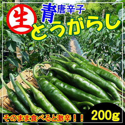 5/10発送　クール便　韓国　新鮮　生青唐辛子　激辛　10kg Qoo10] クール便 激辛 青唐辛子/チョンヤンコチ