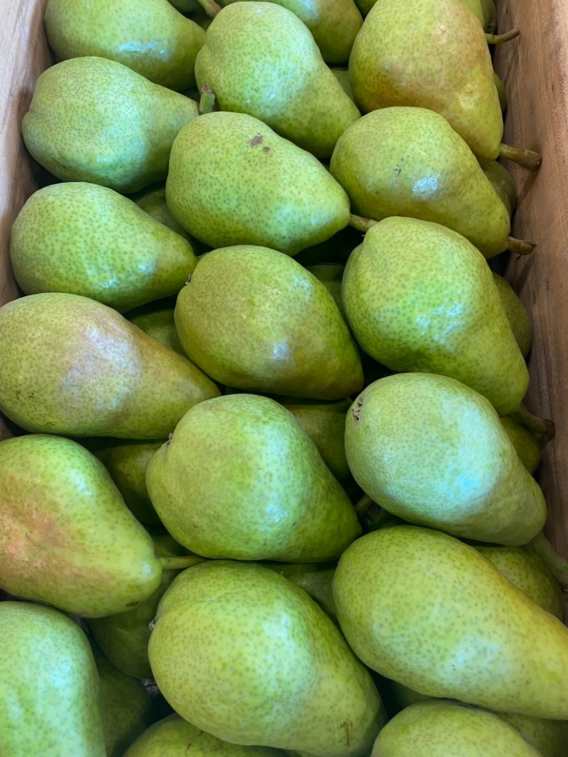 青い洋梨（硬め）・10kg（箱込み）