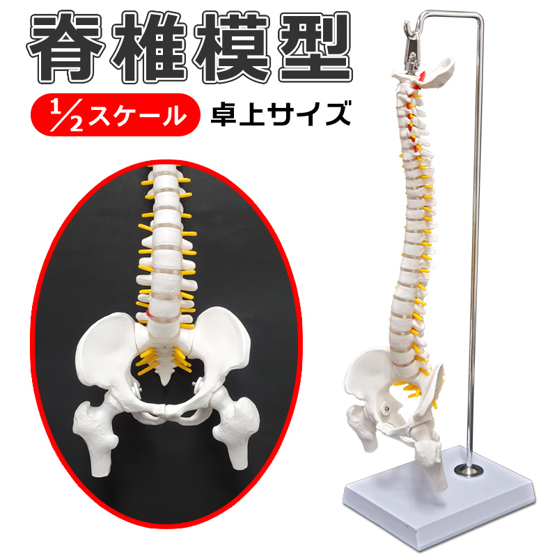 脊椎骨盤模型　卓上サイズ　1/2スケール 整骨 診療 説明 モデル