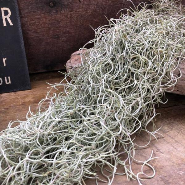 カーリーフォーム ボリューム大 ウスネオイデスL 入手困難 エアープランツ スパニッシュモス 4,565円