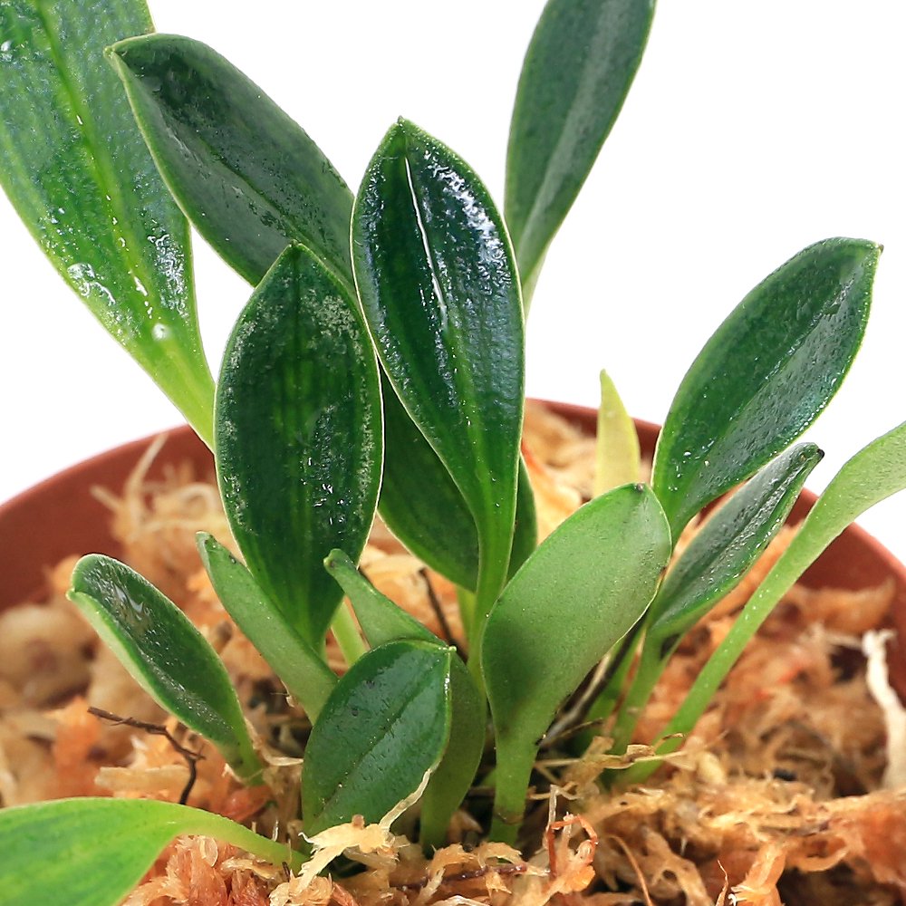 （テラリウム）洋ラン　ポログロッサム　ポルティラエ（１ポット）　北海道・九州航空便要保温　ＣＲＣ15―63―80―00―00