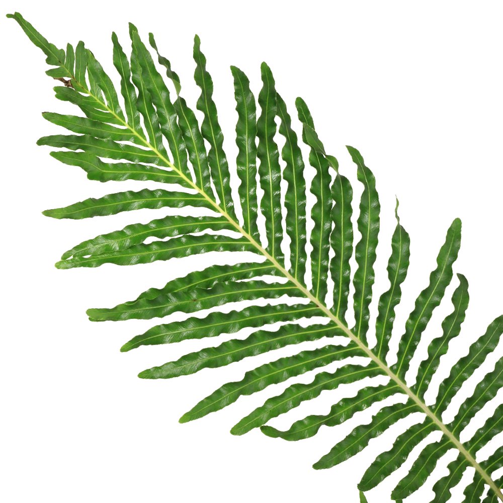 （観葉植物）シダ　ブレクナム　ロマリアギバ（ギッブム）　５号（１鉢）　ＣＲＣ15―30―10―20―00