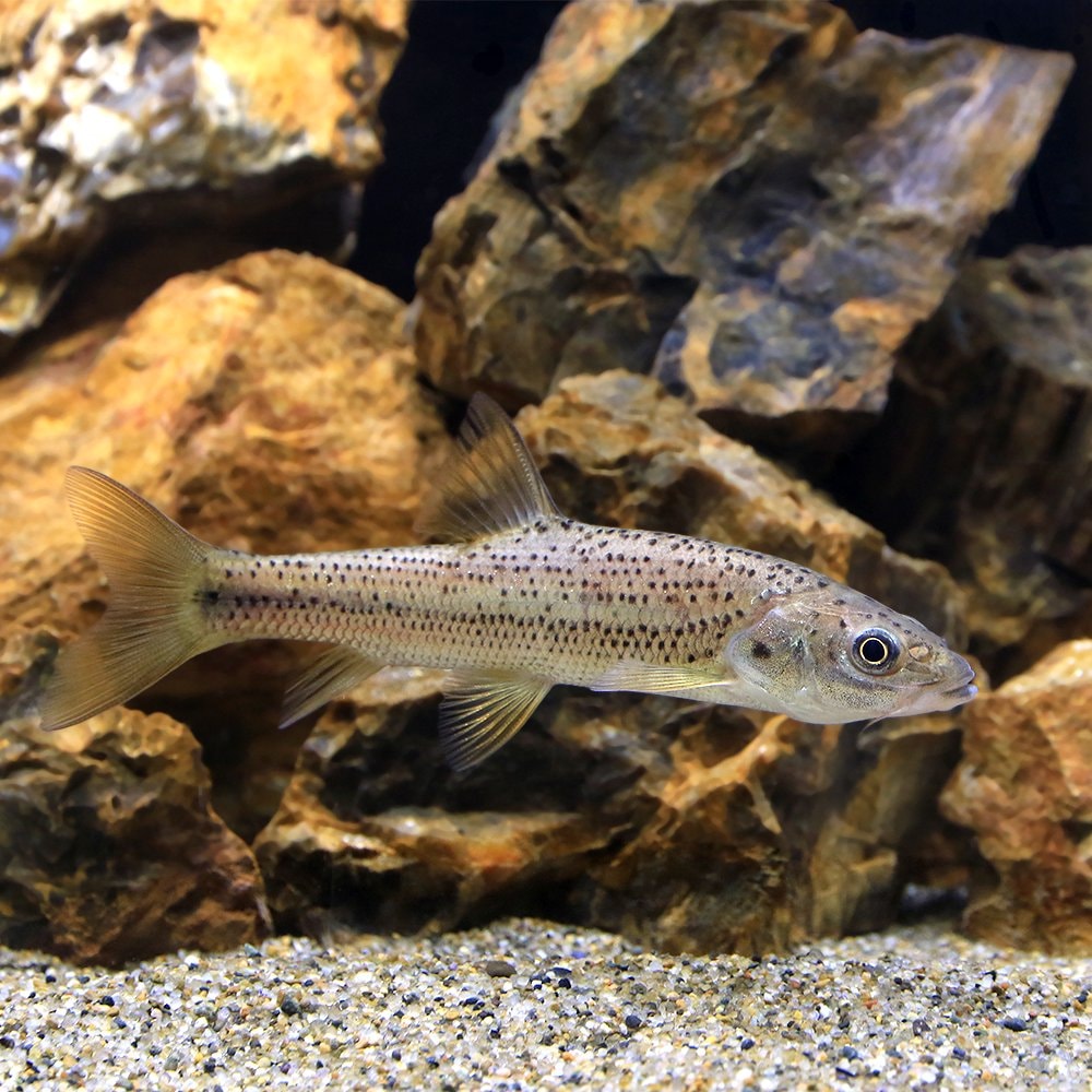 （熱帯魚）パーチカープ（１匹）　北海道航空便要保温　ＣＲＣ13―24―99―00―00