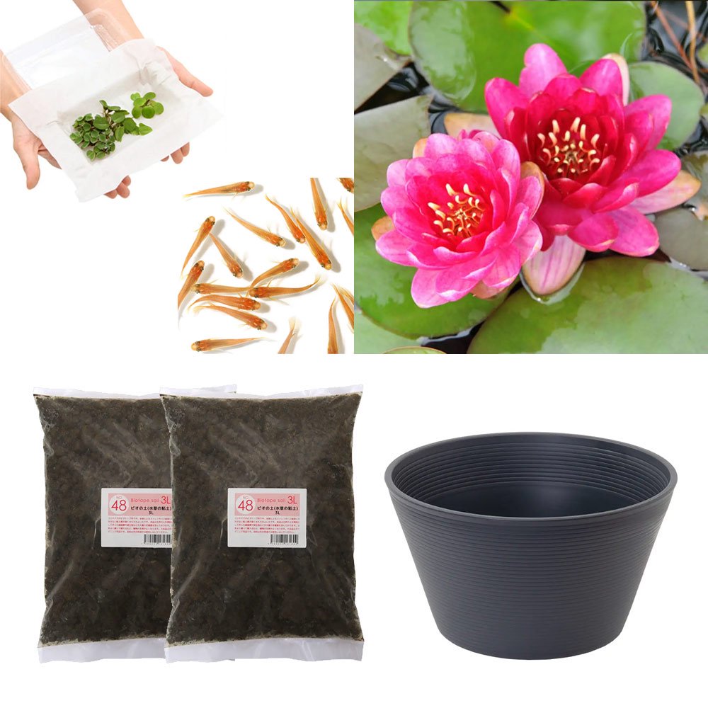 （ビオトープ）（めだか）はじめての睡蓮栽培セット　ペリーズ　ベイビー　レッド＋睡蓮鉢＋ヒメダカ＋浮草他　説明書付　本州四国限定　お一人様１点限り　ＣＲＣ15―10―20―10―50