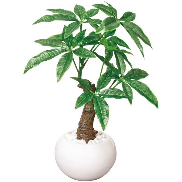 光触媒加工グリーンポット パキラ