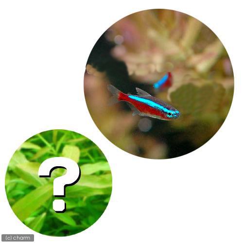 （熱帯魚）（水草）カージナルテトラ（ワイルド）（５０匹）＋おまかせ有茎草（６本）　北海道・九州航空便要保温　ＣＲＣ13―20―10―05―00