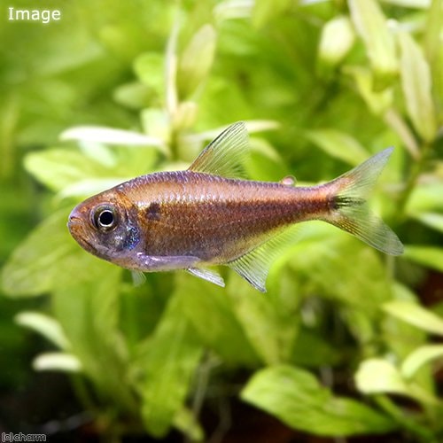 （熱帯魚）スカーレットムーンコギャル・テトラ（ワイルド）（１匹）　北海道航空便要保温　ＣＲＣ13―20―10―30―00