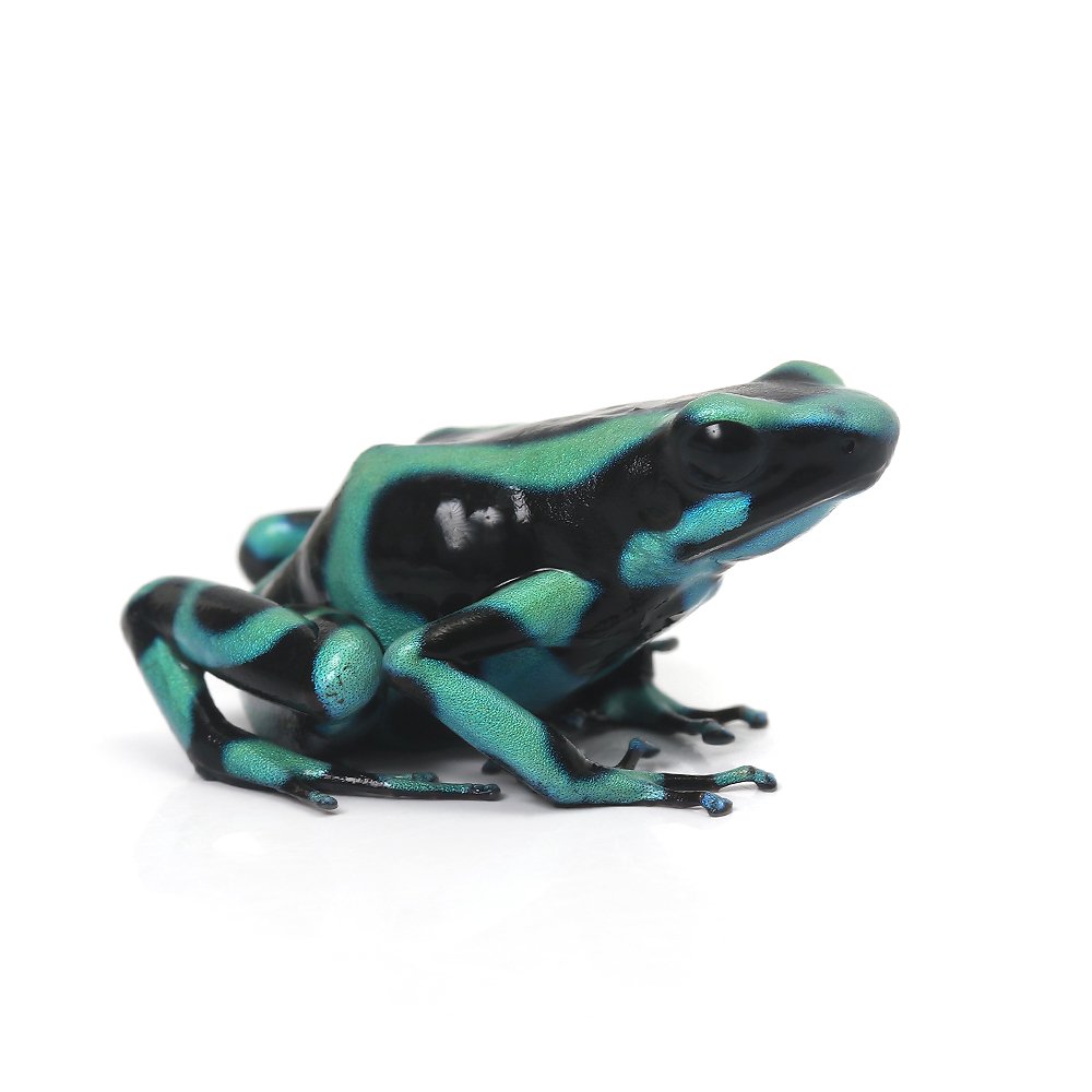 （両生類）マダラヤドクガエル　コスタリカ　グリーン＆ブラックｃｏｓｔａ　ｒｉｃａｎ　ｇｒｅｅｎ＆ｂｌａｃｋ（１匹）　北海道・九州航空便要保温　ＣＲＣ17―05―35―20―00