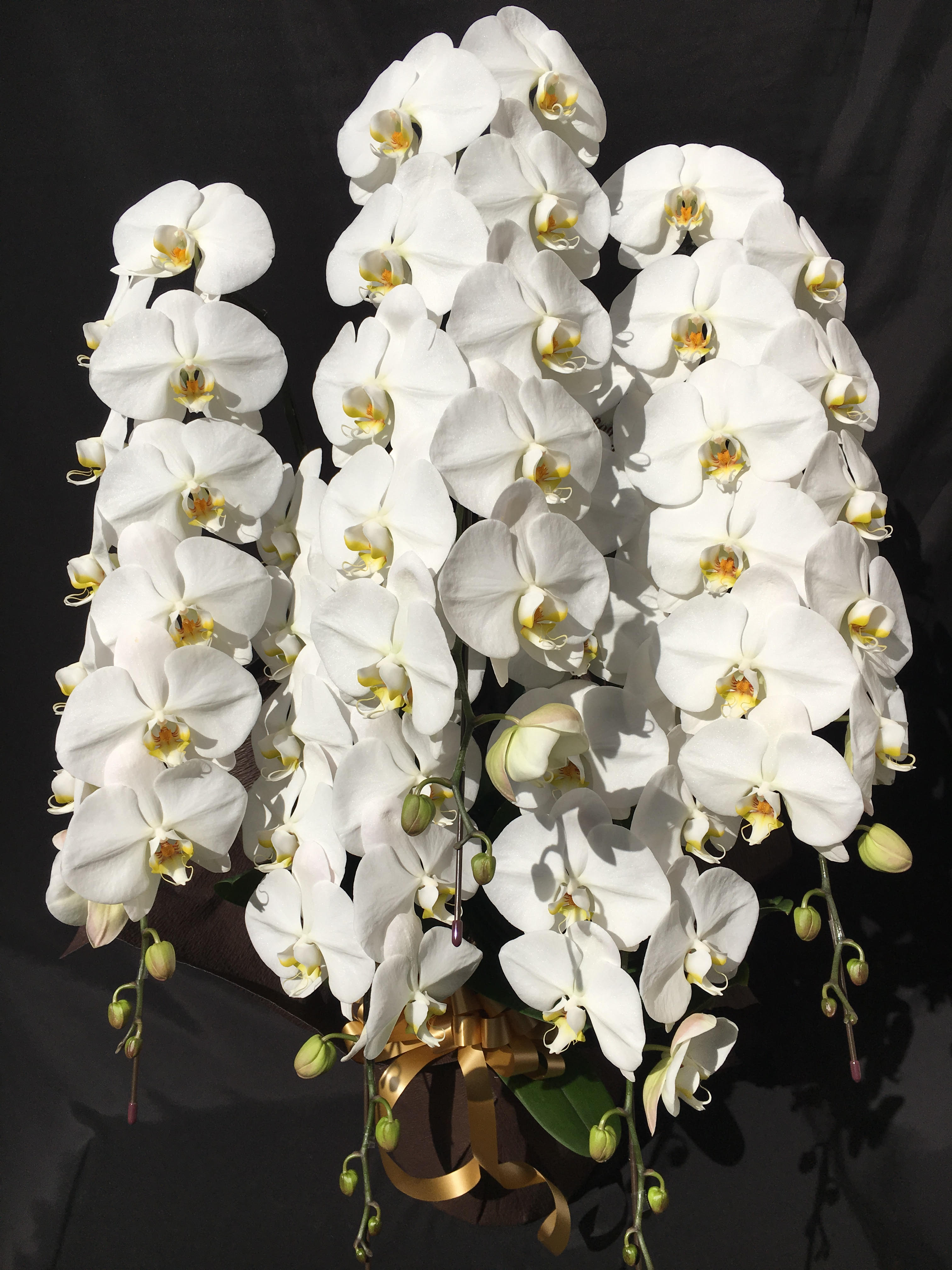 商品ID 8369 胡蝶蘭　白　５本立ち　生花