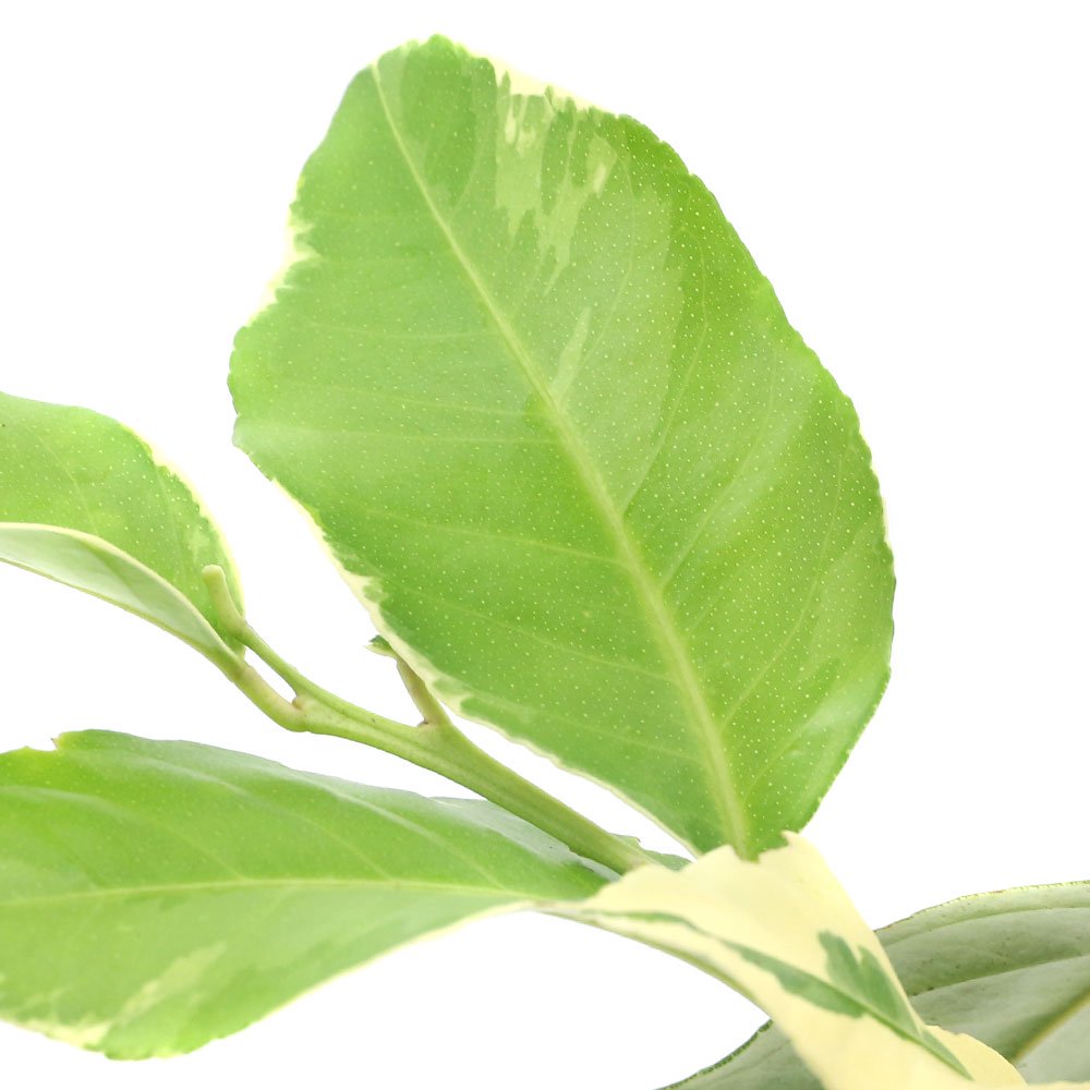（観葉植物）果樹苗　レモン　ピンクレモネード　５号（１鉢）　斑入りレモン　家庭菜園　果物　フルーツ　ＣＲＣ15―75―10―05―00