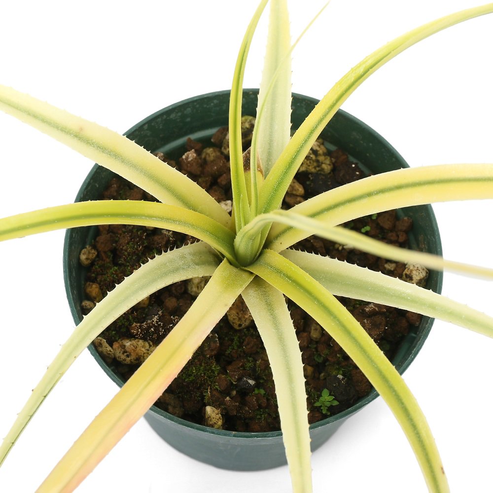 （観葉植物）エクメア　レクルバータ　アズテックゴールド　３号（１鉢）ブロメリア　ＣＲＣ15―30―20―22―00