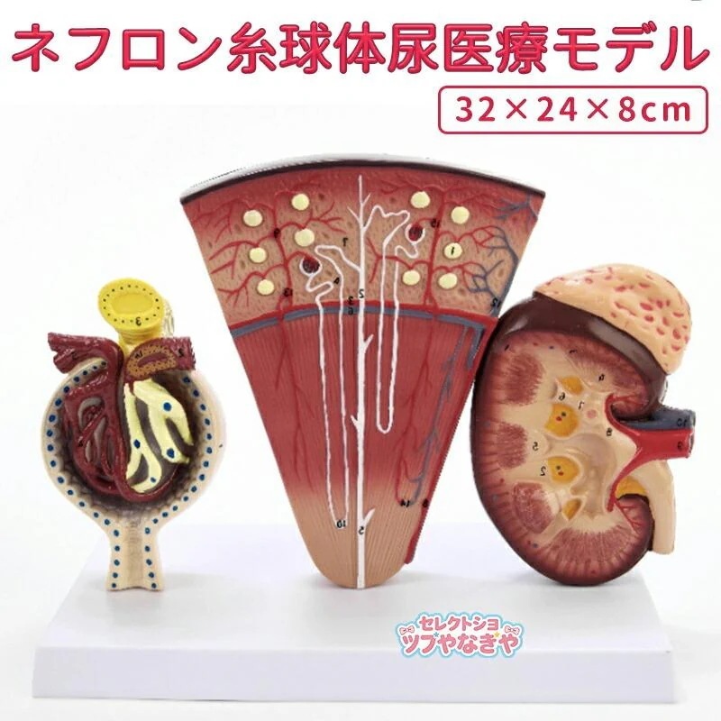 医療解剖教育用モデルツール 人体解剖学的腎臓モデル ネフロン糸球体尿医療モデル 人体臓器腎臓モデル シミュレーションモデル解剖用研究用教学用モデル