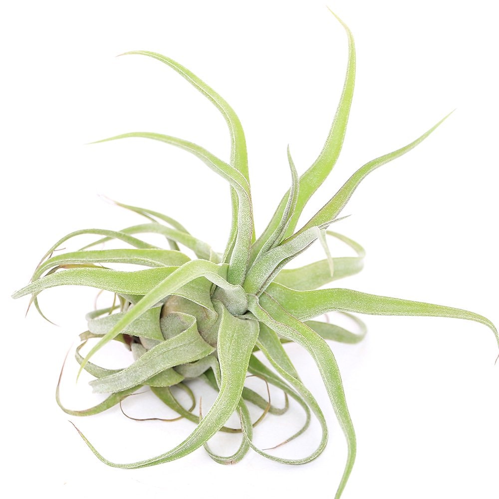 （観葉植物）エアープランツ　チランジア　ストレプトフィラ　レッドクローン　ＣＲＣ15―50―10―00―00