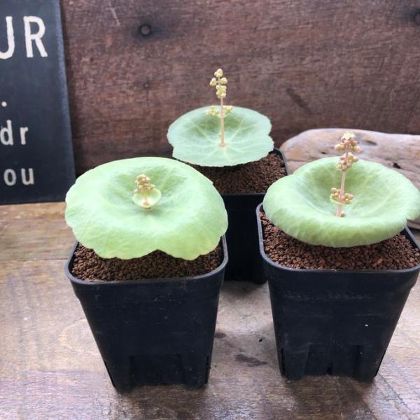 クラッスラ・ウンベラ　ワインカップ 希少