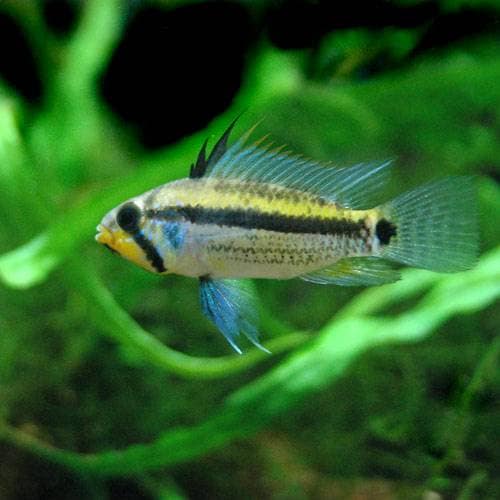 （熱帯魚）アピストグラマ・ユルエンシス　ペルー（ワイルド）（１ペア）　北海道・九州航空便要保温　ＣＲＣ13―28―16―00―00