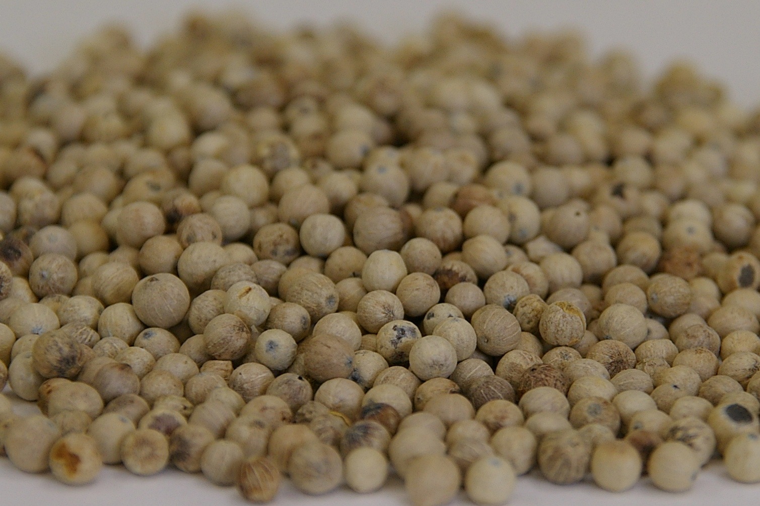 4010/【voxspice】【業務用】オーガニック ホワイトペパー ホール 500g スリランカ産 JAS 有機栽培 無農薬 スパイス/香辛料（コショウ/胡椒）