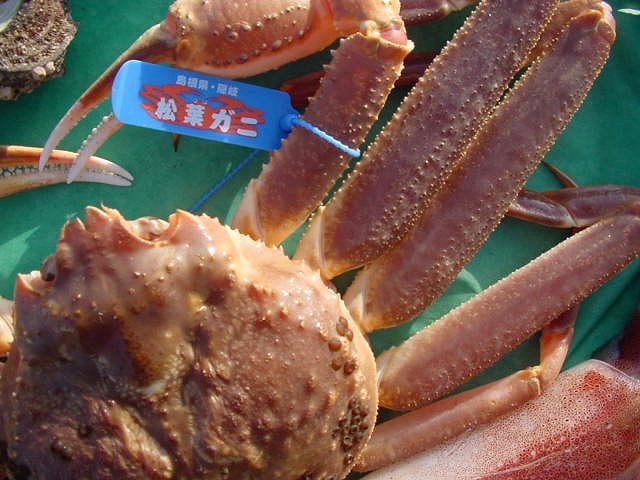 蟹の王様!!-活松葉蟹/特選500g以上-本場山陰境港直送!!