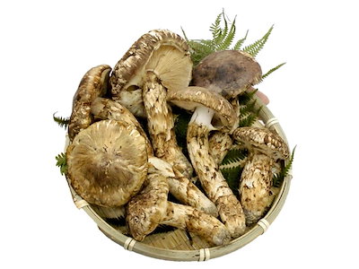 北海道　松茸　400g　① 楽天市場】【予約商品】【9月中旬－10月上旬採れ次第発送】松茸