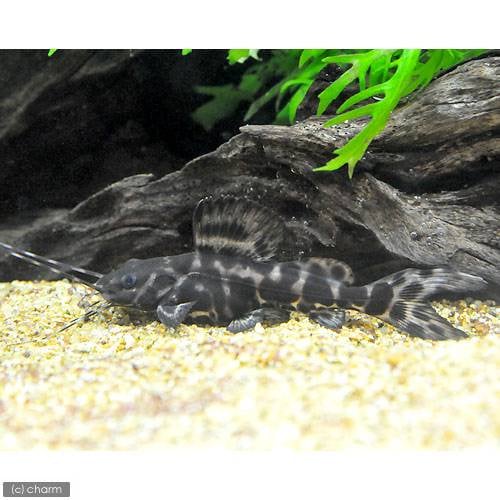 （熱帯魚）セルフィン・キャット（１匹）　北海道航空便要保温　ＣＲＣ13―46―00―00―00 6,310円