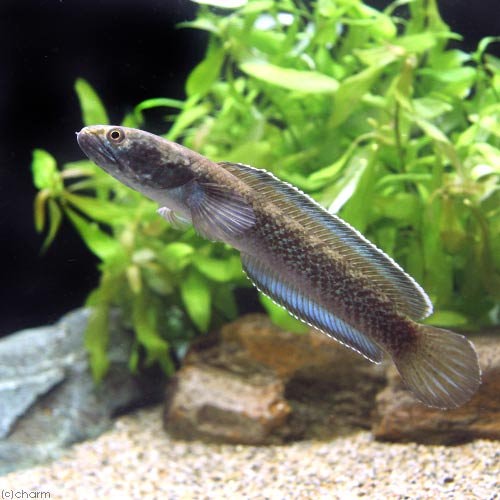 （熱帯魚）チャンナｓｐ．ガロ（１匹）　北海道航空便要保温　ＣＲＣ13―32―20―00―00