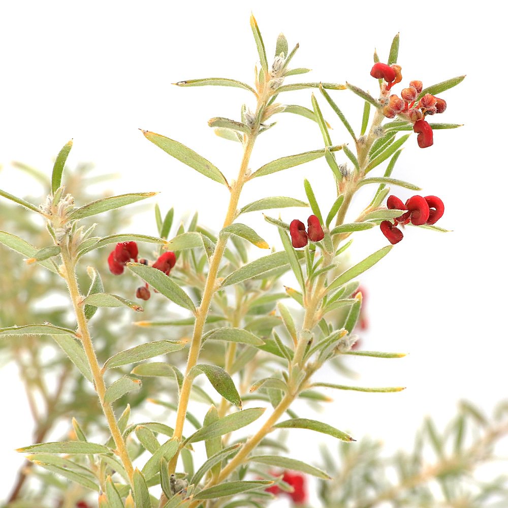 （観葉植物）グレビレア　プーリンダイルミナ　６号（１鉢）　ＣＲＣ15―75―05―00―00