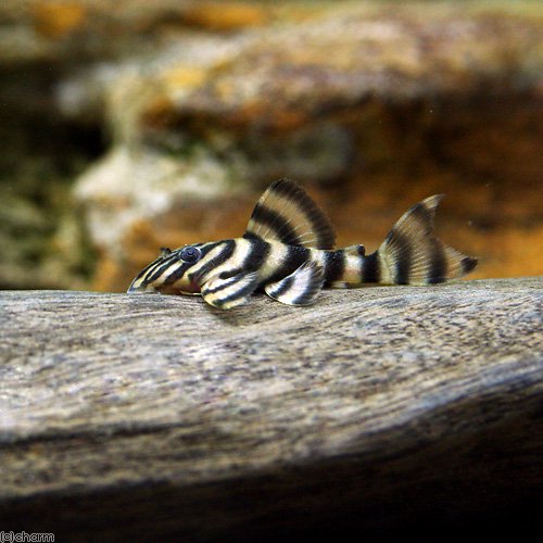 （熱帯魚）トカンチンスニュータイガー・プレコ（ブリード）（１匹）　北海道航空便要保温　ＣＲＣ13―44―20―00―00